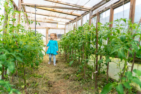 little girl walks through a greenhouse and studies tomato cultivationの写真素材