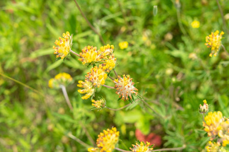 dandelion flowers in the field. green dense grass