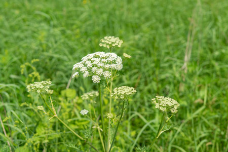 wild plant carrot wild closeup. green dense grass