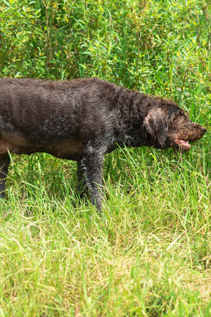 elderly drahthaar dog. drahthaar eats grass. wet dog