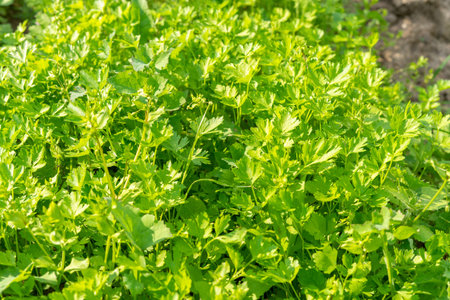 dill and parsley in the garden on a sunny day