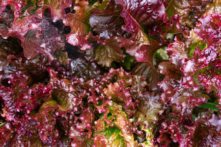 a lot of red lettuce leaves close up. foliage of bright colorの写真素材