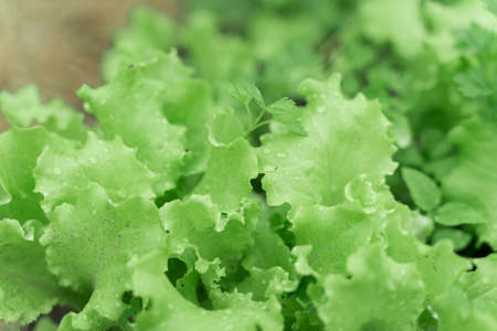 young tender radish leaves growing. closeup green backgroundの写真素材