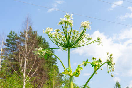 flower of poisonous hogweed against the background of sky and forestの写真素材