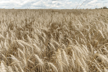 rural landscape. wheat field. spikelets develop in the wind. concept of harvesting and farming....