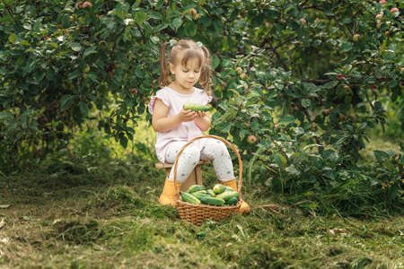 little beautiful girl 4 years old sits under a large apple tree with a basket of green cucumbers. harvest conceptの写真素材