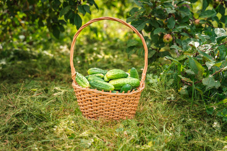 basket with cucumbers on the background of nature and herbs. harvesting potatoesの写真素材