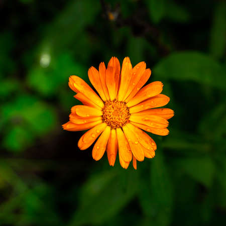 bright orange marigold flower on dark green foliage background. contrast backgroundの写真素材
