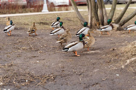 mallard ducks walk on dry grass. birds in late autumnの写真素材