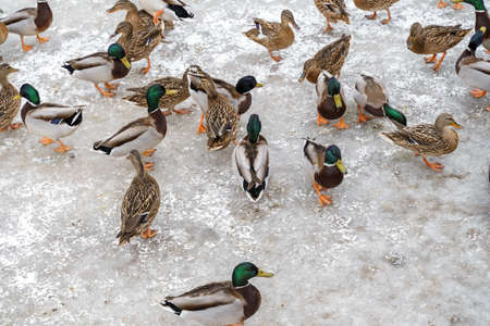 many mallard ducks in winter on a frozen lake. birds on iceの写真素材