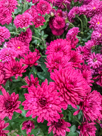 pink chrysanthemums close up. botanical bright background. mobile photoの写真素材