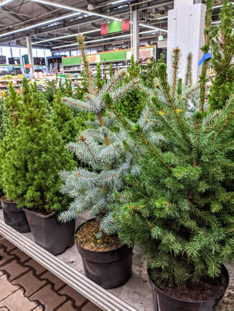 sale of Christmas trees and firs in pots in a shopping centerの写真素材
