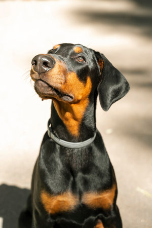 beautiful purebred dog. 4 month old dobermanの写真素材