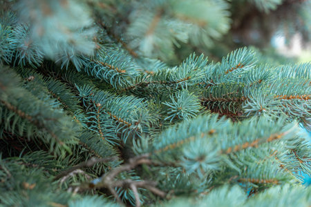 blue spruce branches close up