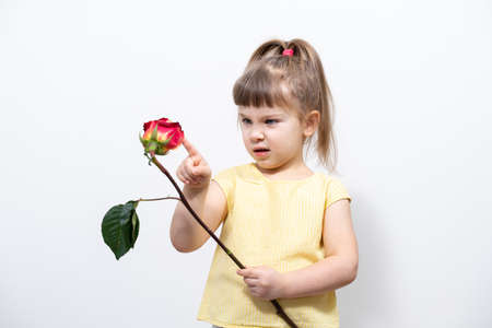 little girl 4-5 years old holds a withered rose in her hands. the child is not happy and outragedの写真素材