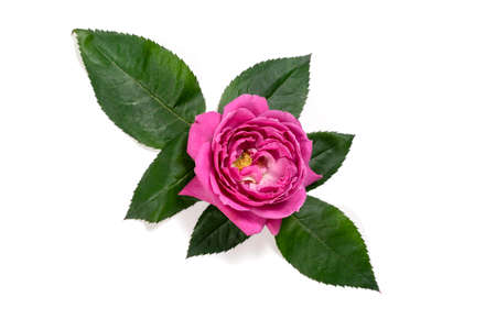 pink rose with leaves. isolate on white backgroundの写真素材