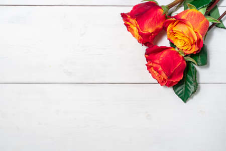 three red and yellow roses on a light wooden background with copy space. layout for designの写真素材