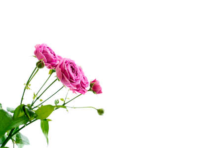 sprig of pink rose, isolate on white background.の写真素材
