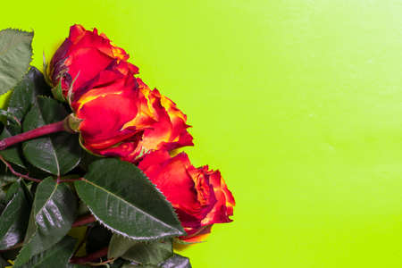 red roses close up on yellow background, selective focusの写真素材
