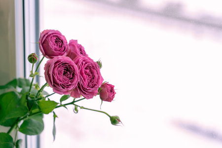 bouquet of roses. Bright pink buds and lush rich green foliage. Flowers in the apartment as an...