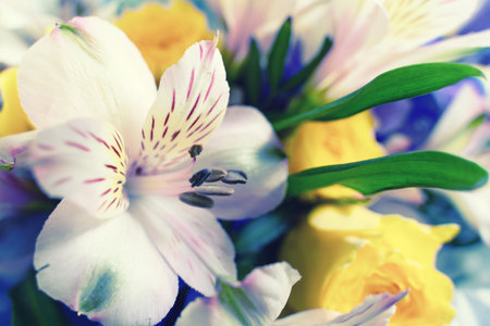 floral color mix background with selective focus.の写真素材