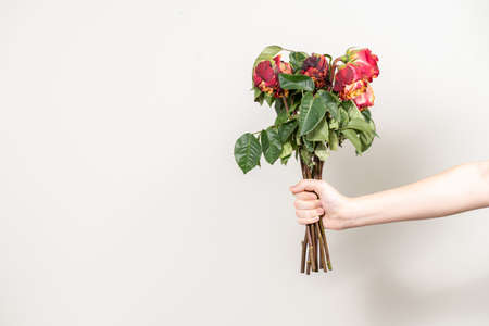 the man's hand holds out a bouquet of withered flowers. dry red roses and a copy of the spaceの写真素材