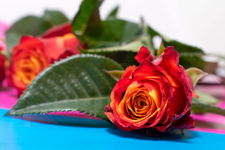 Red roses on a color background. Happy Valentines concept.