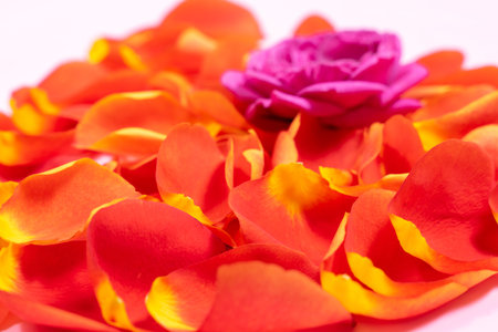 flower arrangement of rose petals. valentine's day concept.