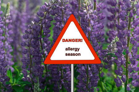 floral background. lupine flowers close up