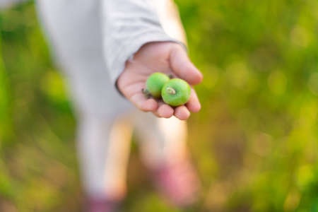 the child holds out in his hand small unripe green apples.の写真素材