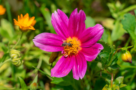 a bee collects nectar from a pink flower