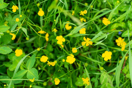 yellow flowers of buttercups on green grass. natural background