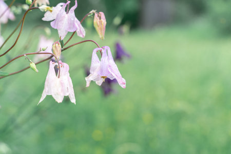 natural natural green background with flowers bells with copy space