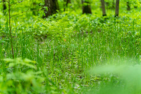 young juicy green grass close-up. natural background.の写真素材