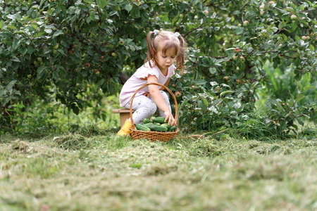 Caucasian playful kid girl with basket of fresh cucumbers on the farm. harvest conceptの写真素材