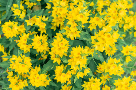 bright yellow wildflowers. natural background. flower texture.