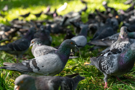 Pigeons in the park on the grass