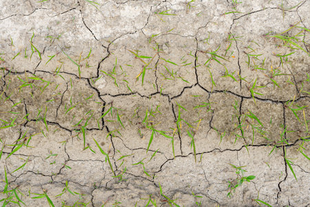 .young grass grass sprouting through dry cracked ground