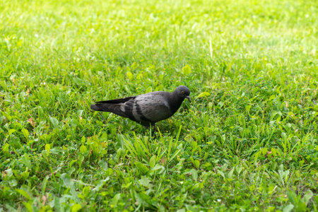 one dove in the grass on a summer day