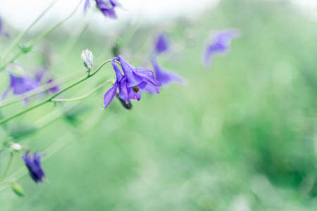 blue flowers bells on a blurred green backgroundの写真素材