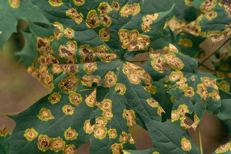 large leaves of the plant are caused by disease