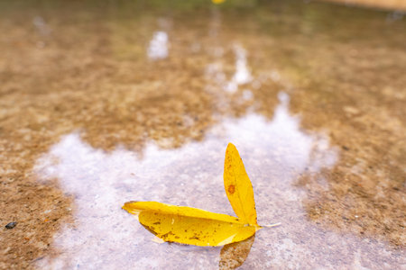 fall season concept. autumn maple leaves in puddle.の写真素材