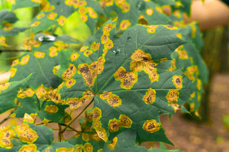 large leaves of the plant are caused by diseaseの写真素材