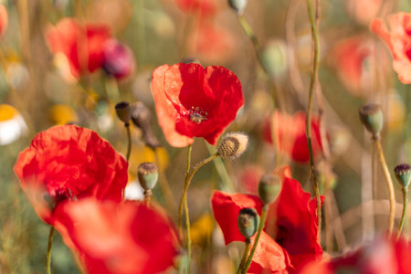 Abstract background with poppies in the fieldの写真素材