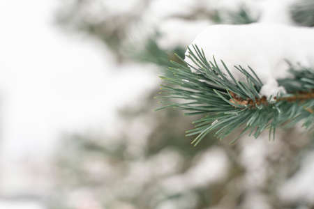 Pine branches covered with fluffy white snow close-up.の写真素材