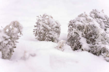 many dry meadow flowers in a winter field. Nature backgroundの写真素材