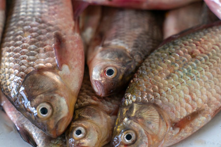 freshly caught raw fish, crucian carp close-up