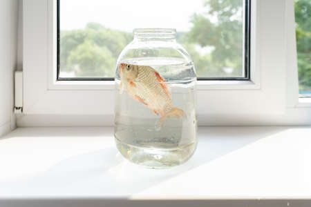 live crucian carp swims in a glass jar on the windowの写真素材