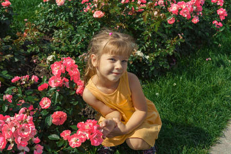 Little girl in a yelow dress near the bushes of a rose hip tea rose.の写真素材