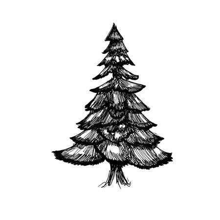 hand drawn architect tree. spruce sketch Architectural illustration landscape.のイラスト素材